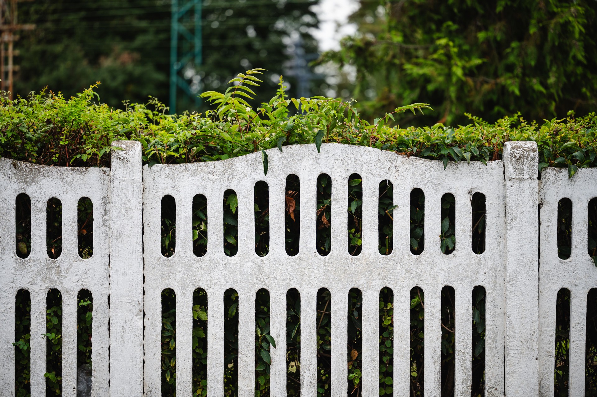 Overgrown concrete fence with plants and vines